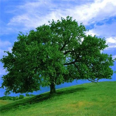 极速快三软件截图